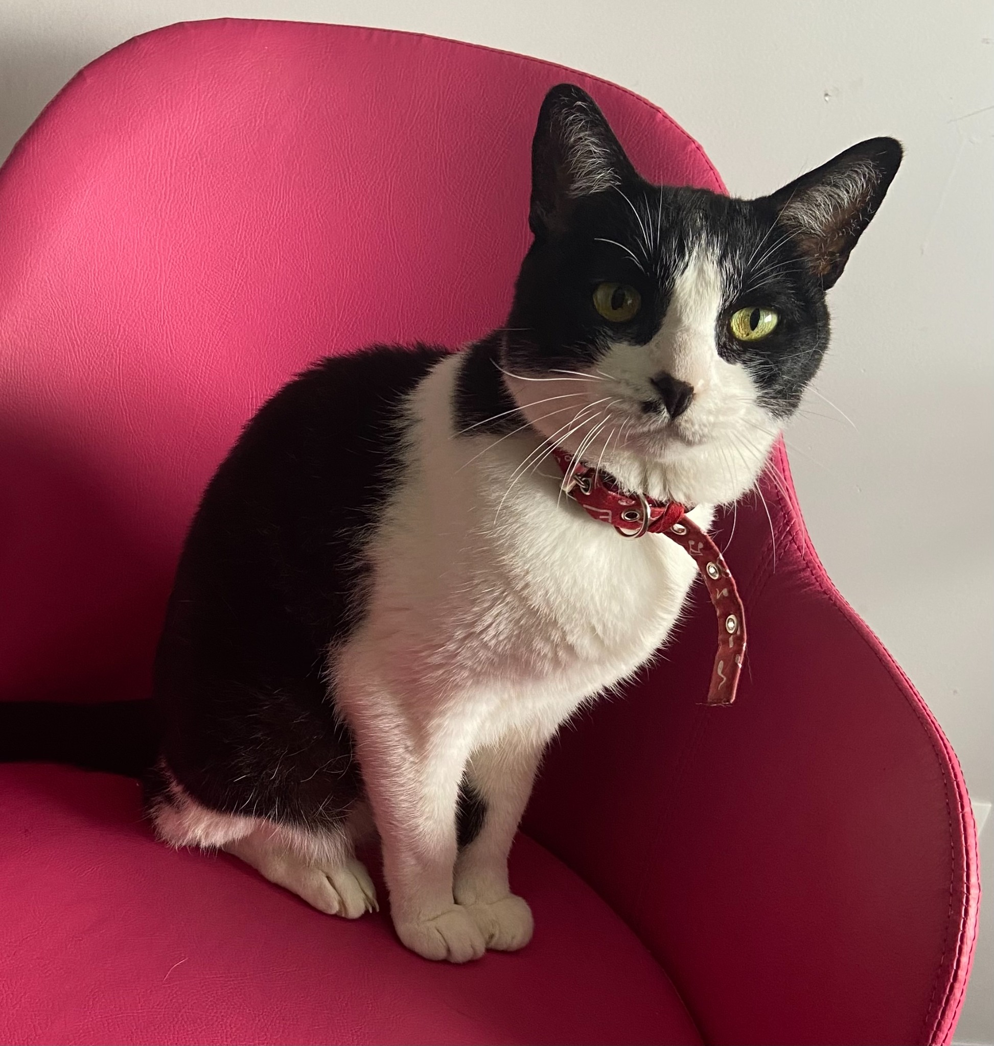 Freddy, gato preto e branco