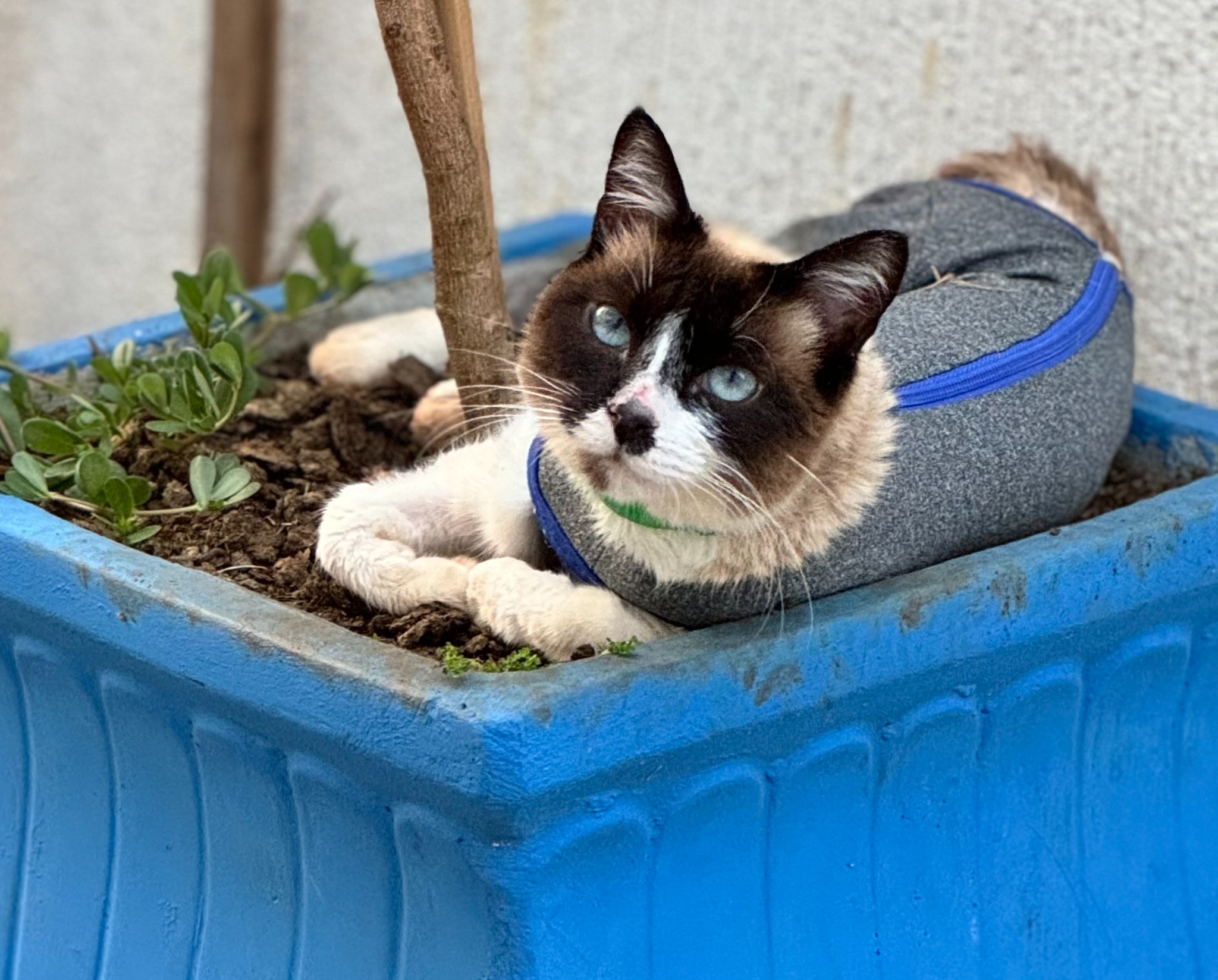 Michelle, gata de olhos azuis
