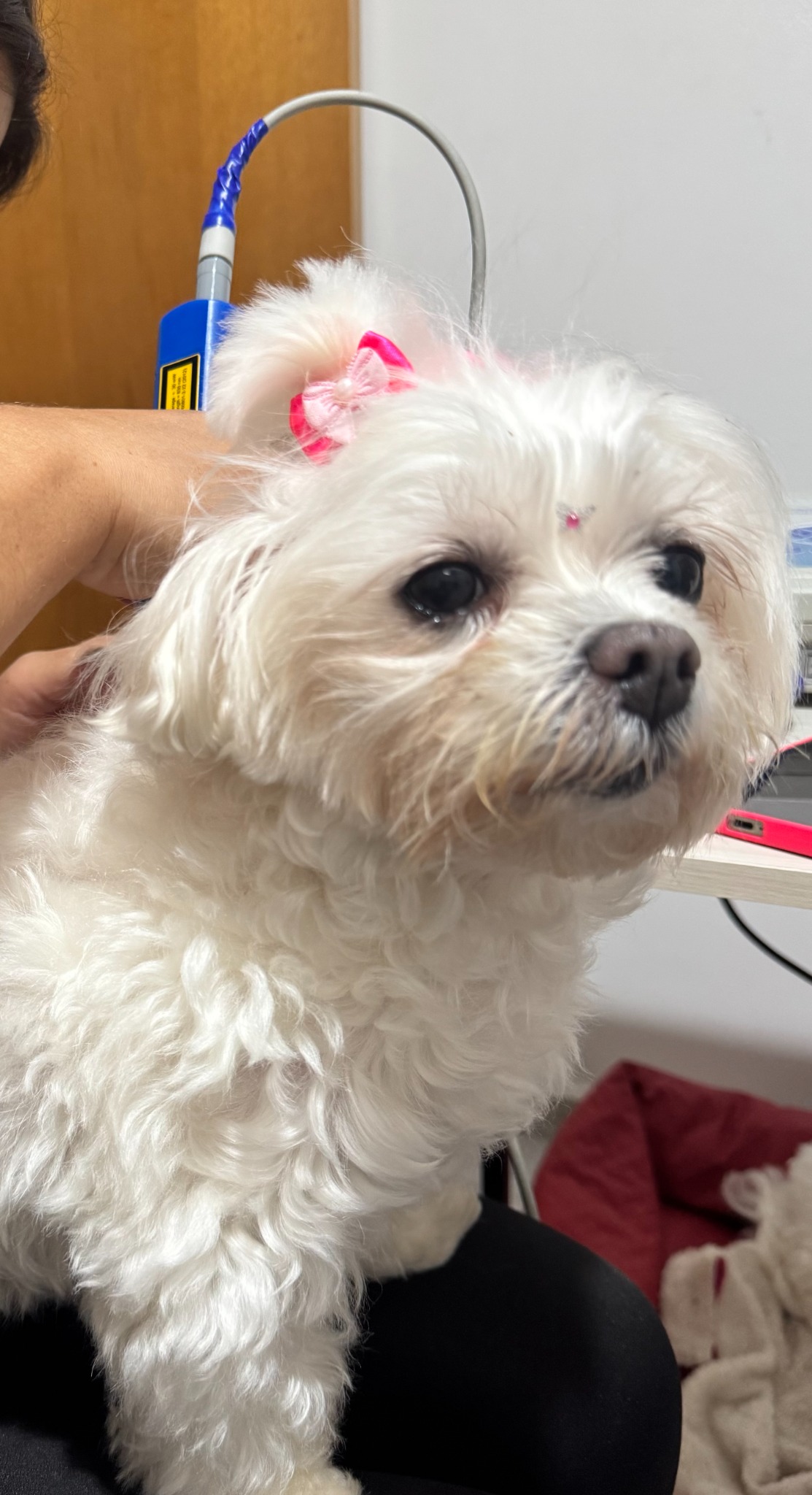 Jazmine, cadela branca