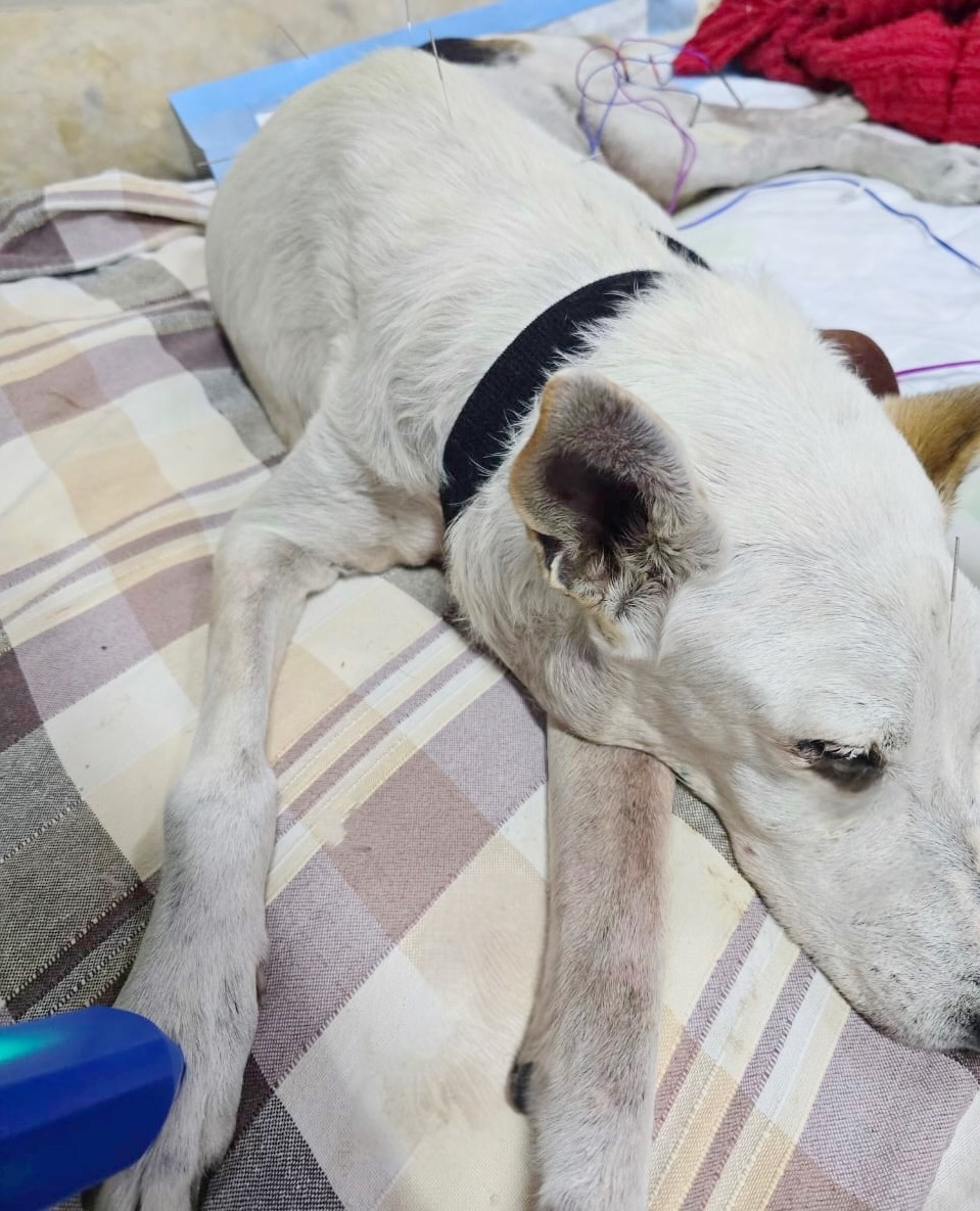 Ralado, cão em reabilitação